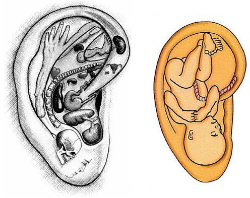 האוזן וגוף האדם